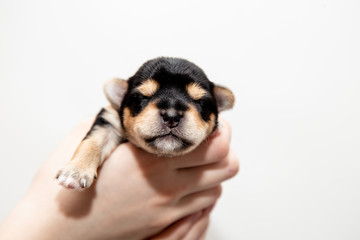 a small black Yorkshire Terrier puppy in the hands on a white background