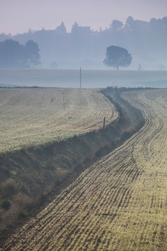 Campos de trigo al amanecer entre la bruma.