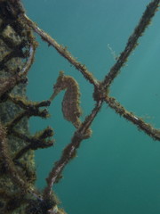 Close up of a yellow colored Whites seahorse, sea horse (Hippocampus Whitei) clinging at the shark net of Watsons Bay aquatic pool