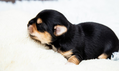 a small black Yorkshire Terrier puppy sleeps on a white blanket. space for text