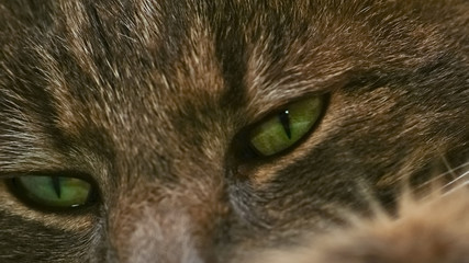 Naklejka na ściany i meble cat with sad green eyes
