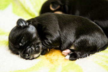 two small black Yorkshire Terrier puppies are sleeping.