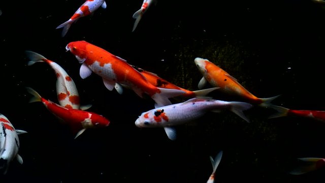 Colorful Koi fish swim in the pond with dark background