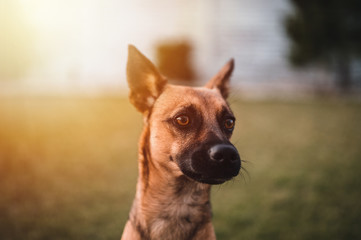 Naklejka na ściany i meble Brown dog portrait by sunset. Small brown dog. Dog in park.