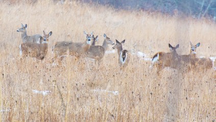 White Tailed Deers