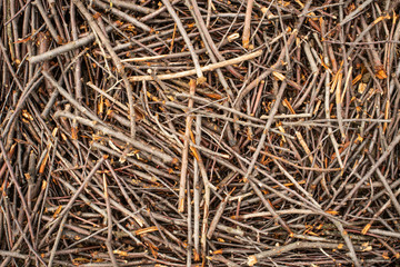 Brown branches texture