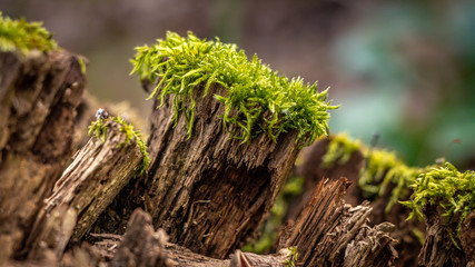 Moss im Wald auf den alten Baustämmen