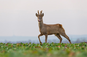 Curious roe deer standing in the field	