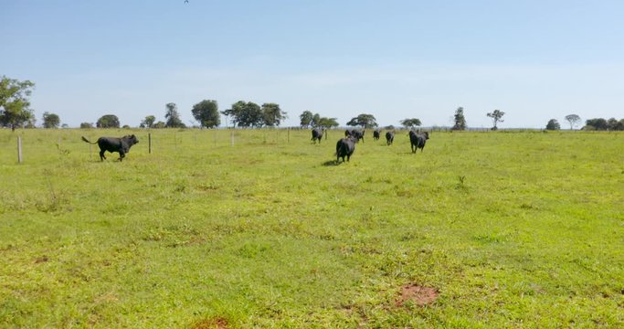 Agribusiness - aerial image Brangus Black Cattle, in natural pasture, Angus cattle, highly genetic bulls in Brazil - Livestock