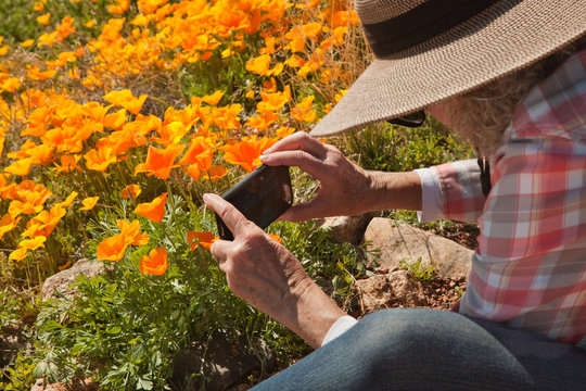 Woman uses smart phone to photograph California poppies