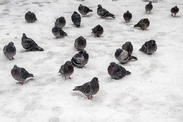Fototapeta premium Pigeons sit in the snow in winter. The birds were cold and hungry.