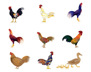 chicken on white background vector design