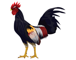 the rooster vector design