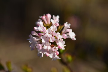 Spring. Beautiful flowers bloomed in the garden. Selective focus. Close-up