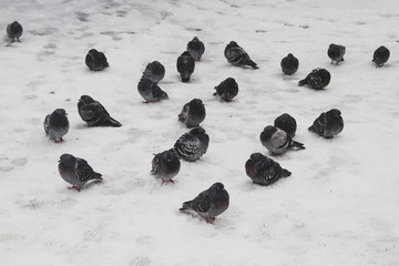 Pigeons sit in winter on white snow. The birds were cold and hungry. You need to feed the birds in...
