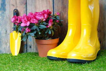 Yellow rain boots, little garden shovel and blossom azalea flower on the green grass.