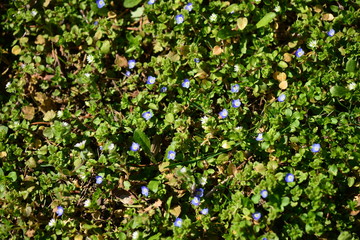 Spring. Beautiful flowers bloomed in the garden. Selective focus. Close-up