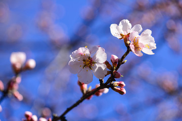 Spring. Georgian Almonds (Amigdalus georgica) bloomed in the garden. Selective focus. Close-up