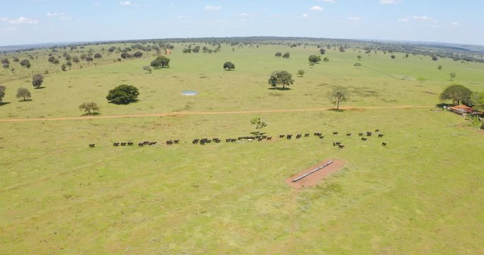 Agribusiness - aerial image Brangus Black Cattle, in natural pasture, Angus cattle, highly genetic bulls in Brazil - Livestock