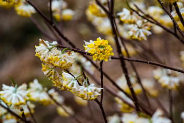 ミツマタ