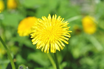 dandelion in grass