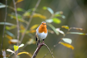 Portrait of European Robin, Erithacus rubecula on a branch