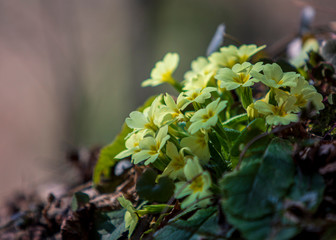 primule a primavera
