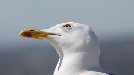 Close up of a seagull