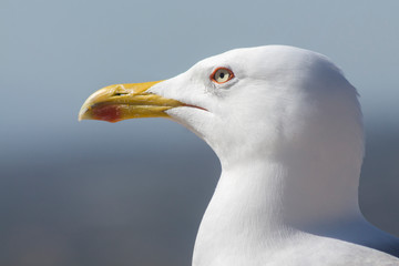 Close up of a seagull