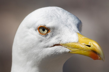 Close up of a seagull