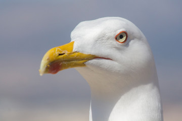 Close up of a seagull