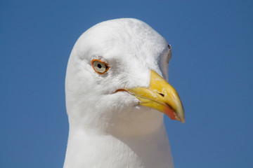 Close up of a seagull