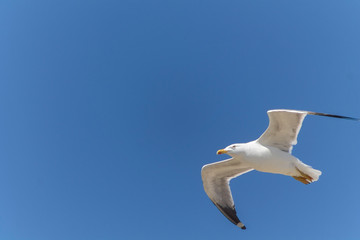 Fototapeta na wymiar Close up of a seagull
