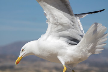 Close up of a seagull