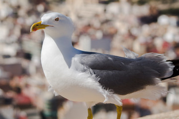 Close up of a seagull