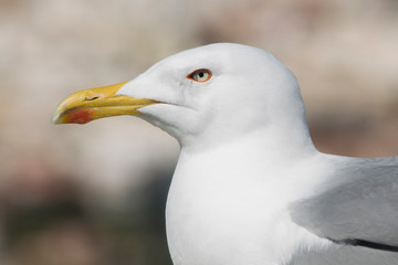 Close up of a seagull