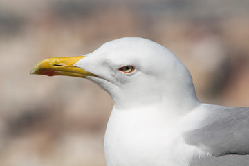 Close up of a seagull