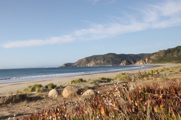 playa con vegetaciuon en arena