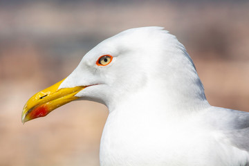 Close up of a seagull