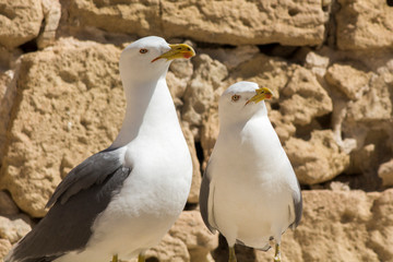 A couple of seagull on a castle