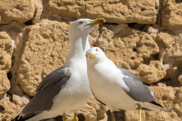A couple of seagull on a castle