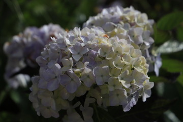 flor violeta con verdoso blanco 