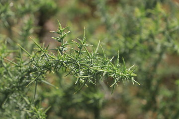 espino del sur de chile verde 