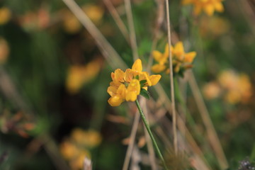 flor amarilla con tallos secos 