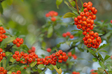 the Scarlet Scarethorn is the European species of Red Firethorn