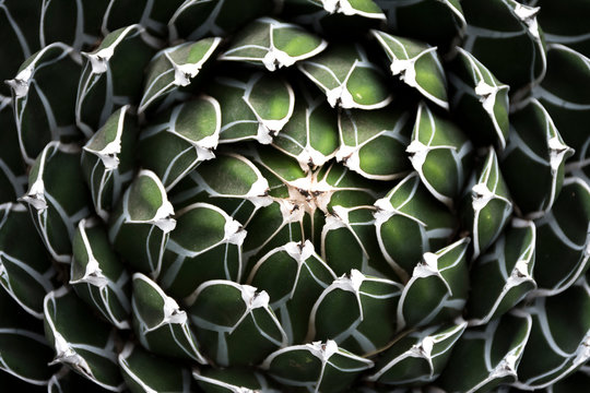 Planta suculenta de color verde en vista cenital