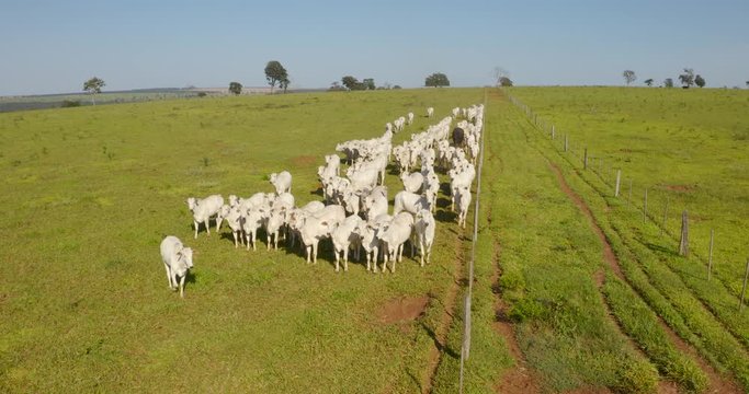 Agribusiness - Aerial photo of white Nellore cattle herd, green pasture in Brazil - Livestock