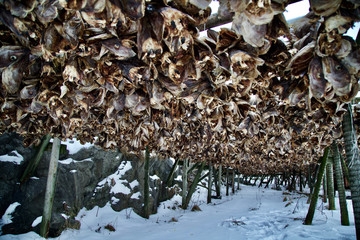 Fish drying racks in winter that are full of cod