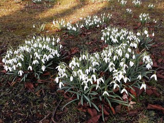 Close up of White Snowdrops ( Galanthus) flowers in the park.