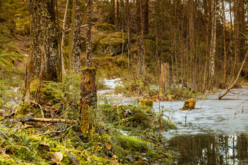 Pnie drzew porośnięte mchem na rozlewisku, bagnie na wczesną wiosnę z taflami lodu © Dreamnordno